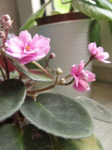 2195150_m.webp