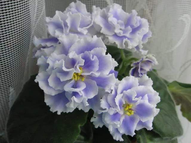 2195163_m.webp