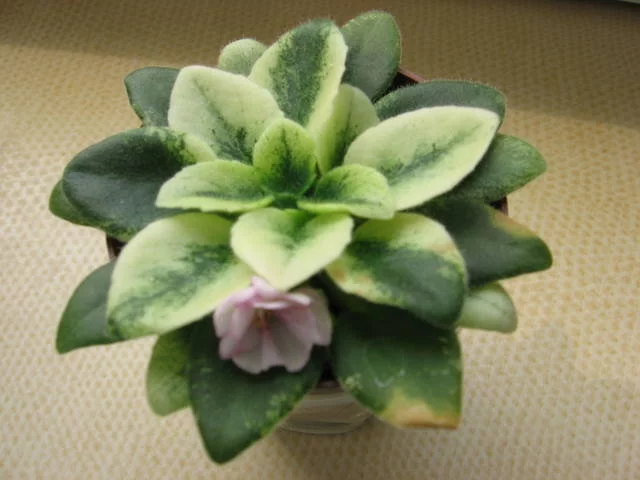 2195169_m.webp