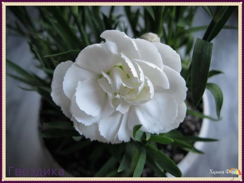219790ac4544dc1ee.webp