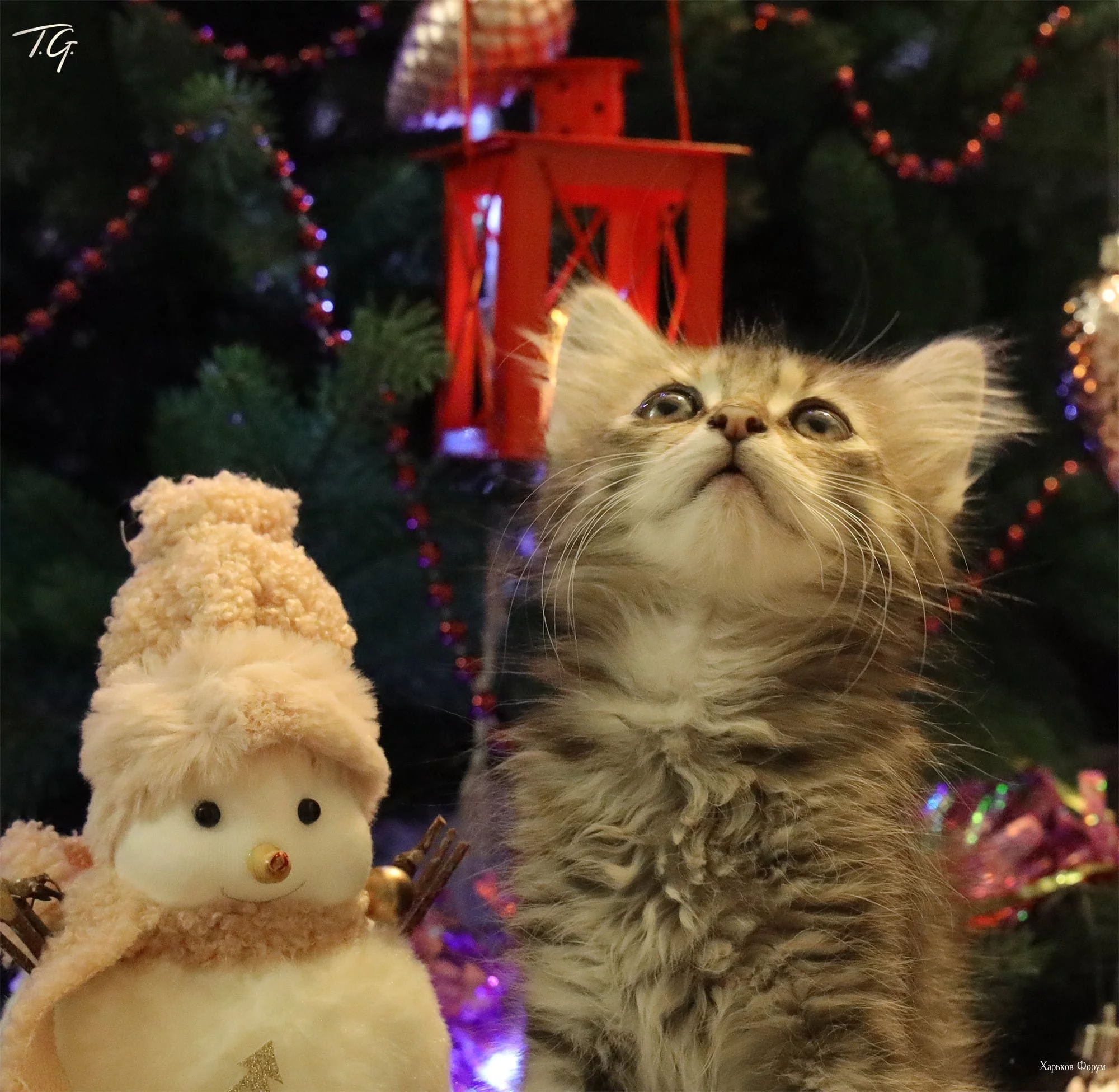 21b7be918f3a3438.webp