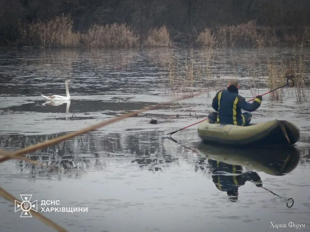 спасли лебедя под Харьковом