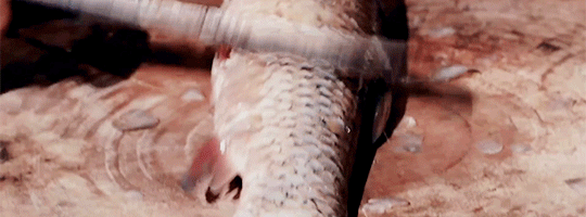 21f60ae0d72eba56d00f8baa968107f32b526027.gif