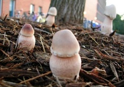 22-penis-mushrooms.jpg