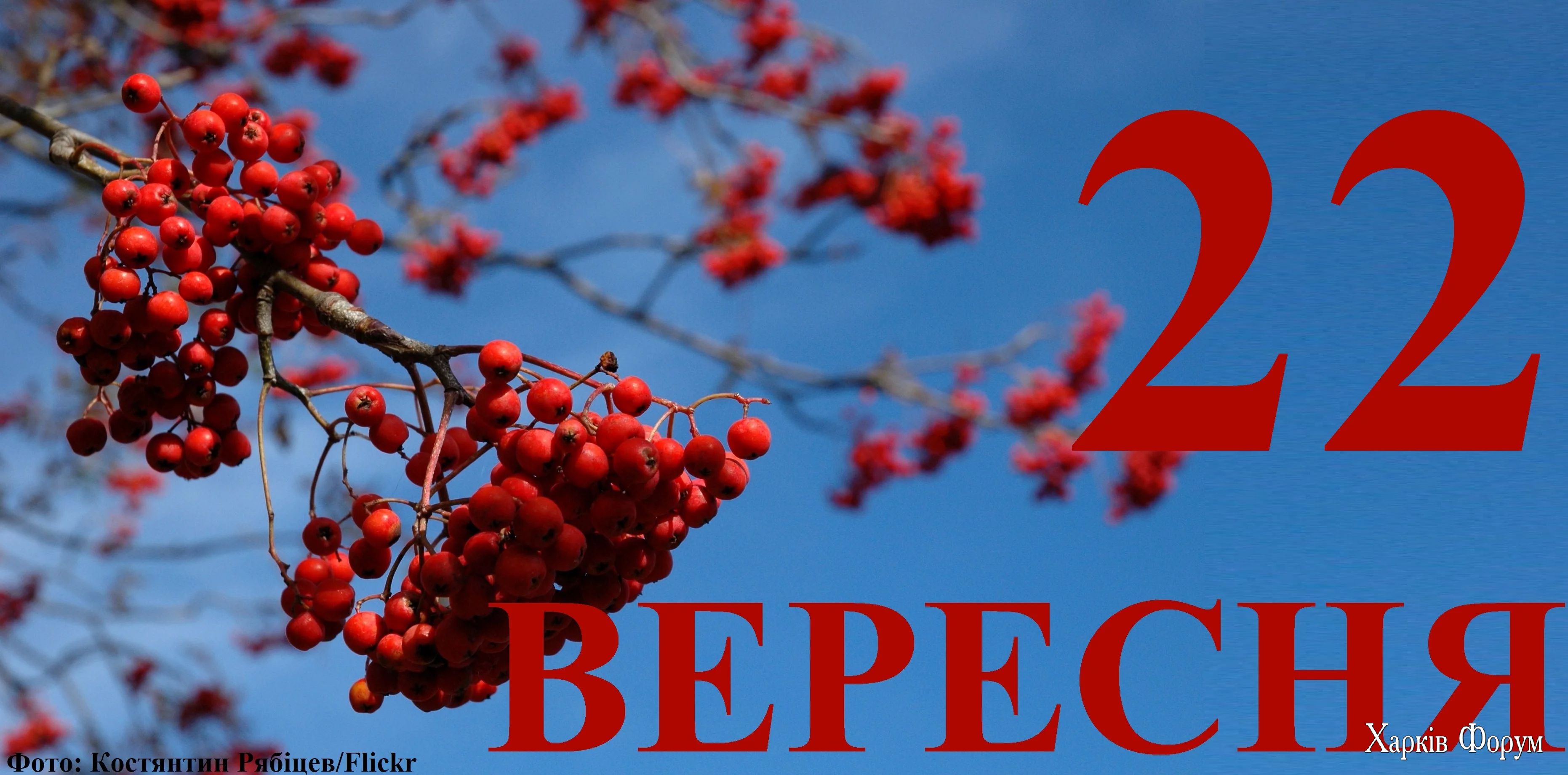 22-VERESNYA.webp