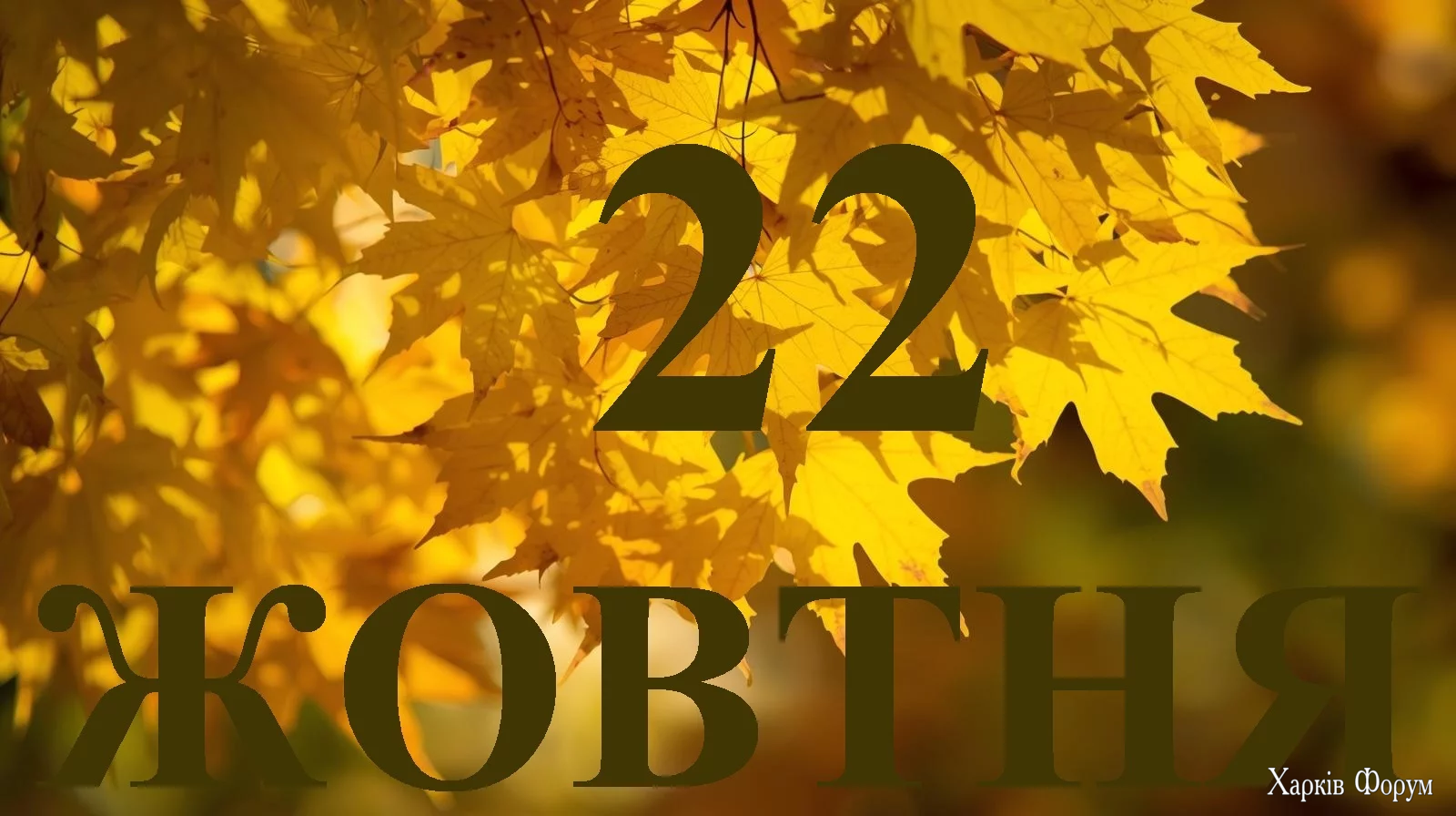 22-ZHOVTNYA.webp