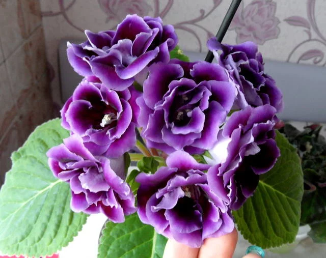 2203789_m.webp