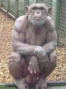 220px-Bodybuilderchimp.webp