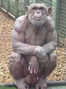 220px-Bodybuilderchimp.webp