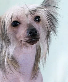 220px-Crested_eyes.webp