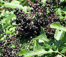 220px-Elderberries2007-08-12.jpg