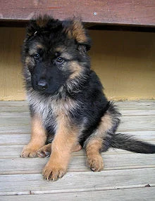 220px-GSD_Puppy.webp