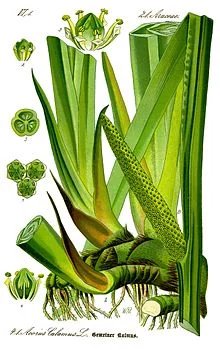 220px-Illustration_Acorus_calamus0_clean.webp