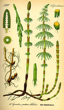 220px-Illustration_Equisetum_pratense0.webp