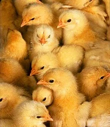 220px-Morechicks.webp