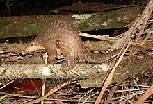 220px-Pangolin_borneo.webp