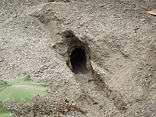 220px-Rabbit-hole-0294.webp