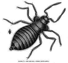 220px-The_Bed-Bug_%28Cimex_lectularius%29.webp