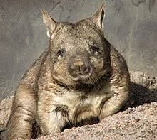 220px-Wombat_1.webp