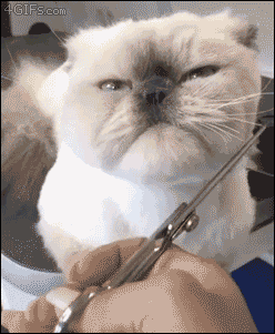 222ff9732b4c6a4ea6e3.gif