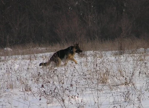 2236143159_5f043b195f.webp