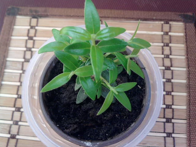 2258508_m.webp
