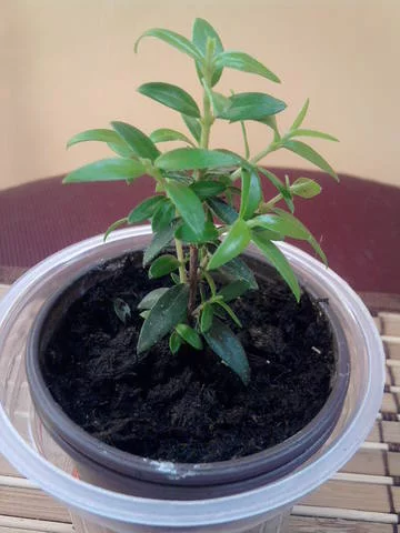 2258509_m.webp