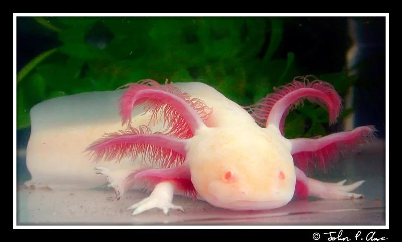 22_ambystoma.webp