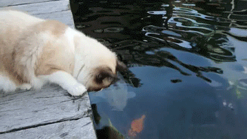 22b886c3f4b782a69.gif