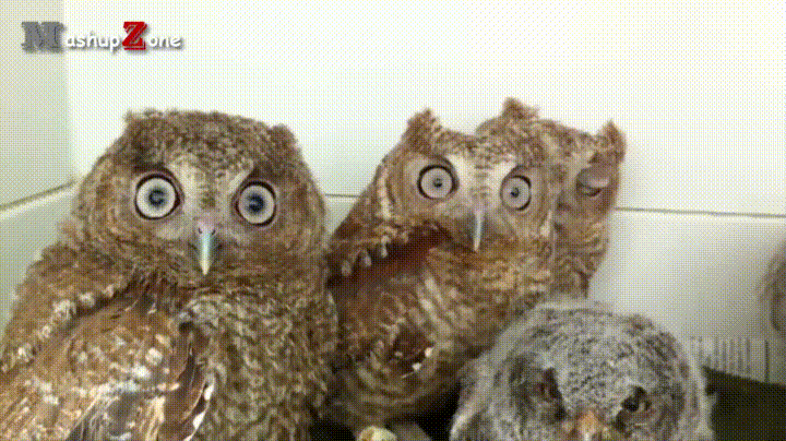22fdf2db07fbb538407886b.gif
