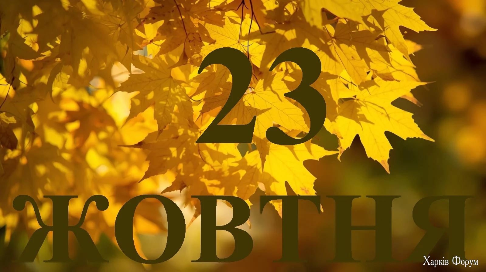 23-ZHOVTNYA.webp
