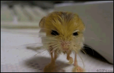 230010_2344.gif