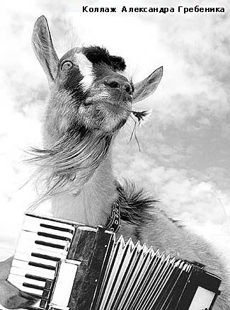 2307_koza.webp