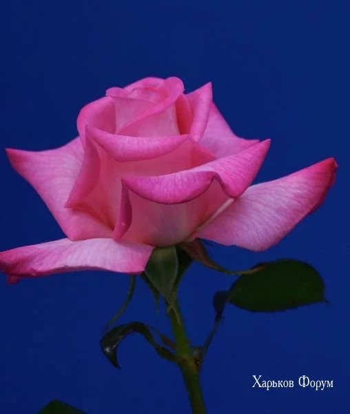 230c481033e0c9d348eed6.webp