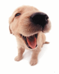 232510679.gif