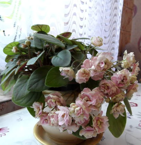 2331495_m.webp