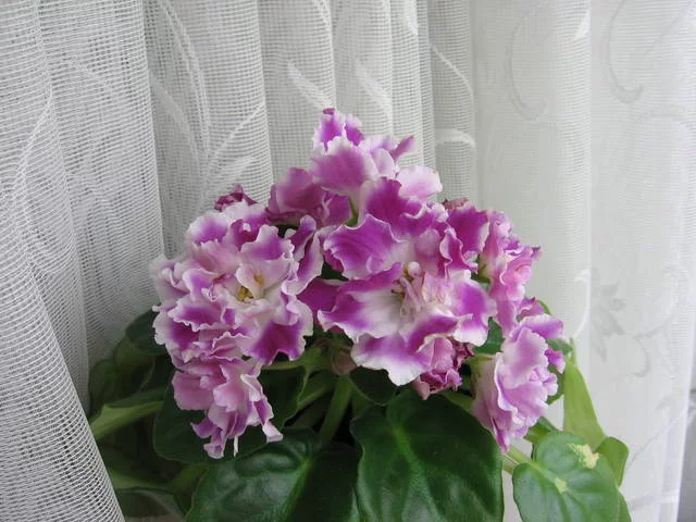 2339789_m.webp