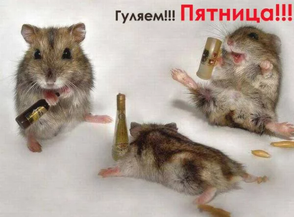 237027650.webp