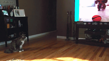 237034f1666df5f772.gif