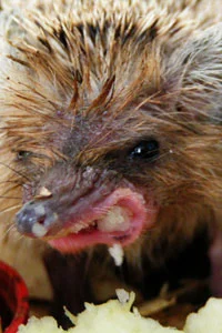 23_angry_eating_hedgehog.webp