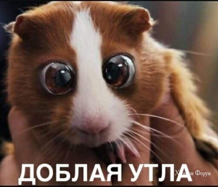 23a1bf3b8834864f68b.jpg