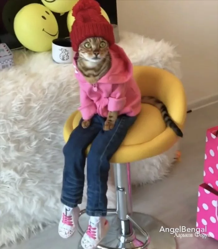 23bfcdae173e4d58c7379213.webp