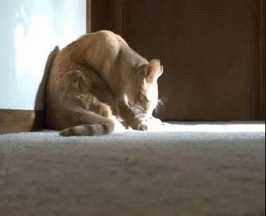 23c2d729fb85d34820c77f26.gif