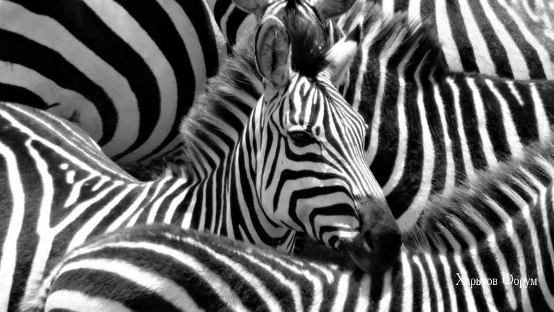 23d722614c4415e1d504473a.webp