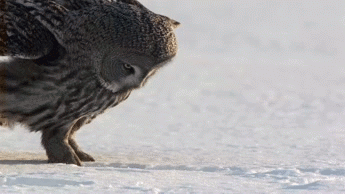 23e50d50e88ef66d8de88.gif
