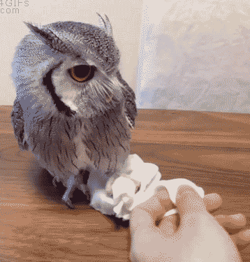 23f202c0e1105c8758e8.gif