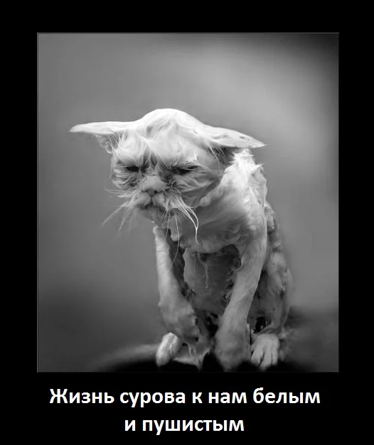 24.webp