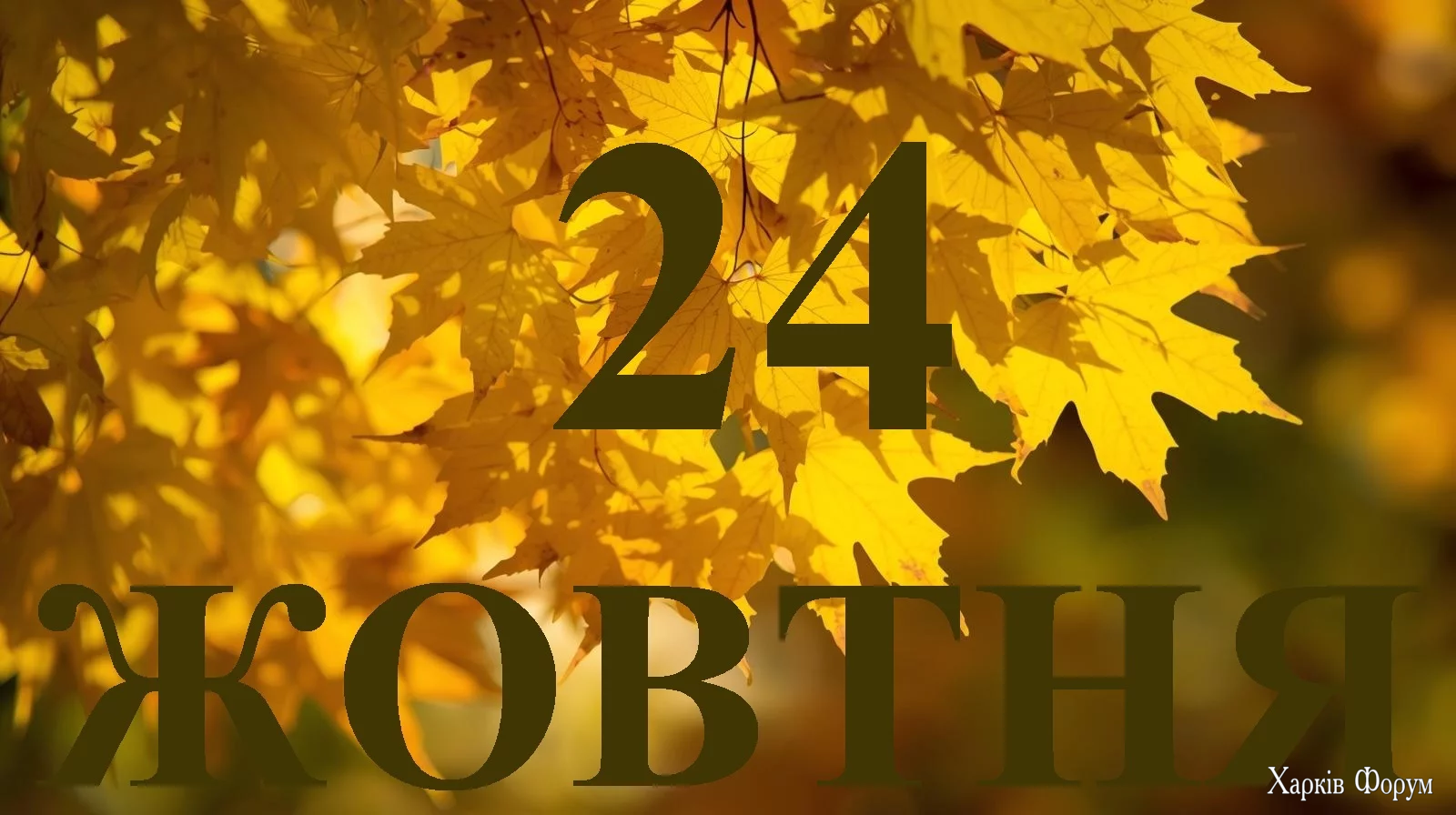 24-ZHOVTNYA.webp