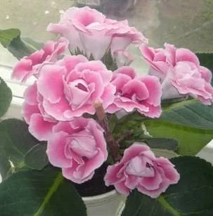 2434449_m.webp