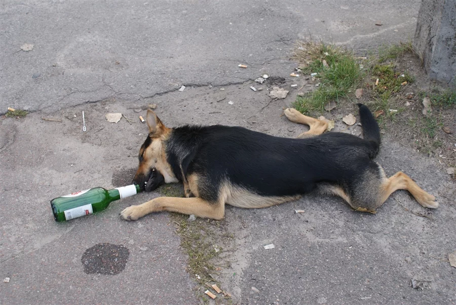 244594.webp